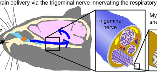 The nose-brain pathway: exploring the role of trigeminal nerves in delivering intranasally administered antidepressant