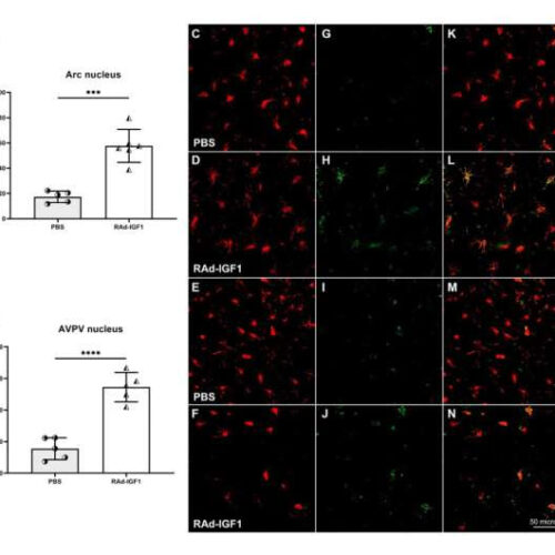 Study proposes IGF1 gene therapy to delay reproductive senescence and potentially optimize women’s health and lifespan