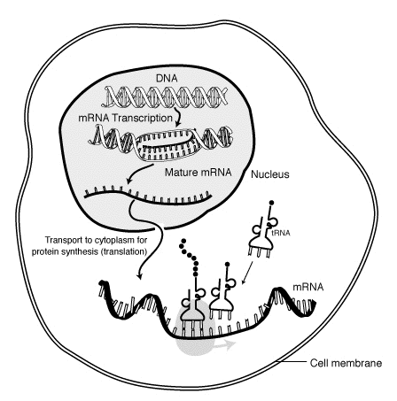 New drug shows promise for fighting both COVID-19 and cancer