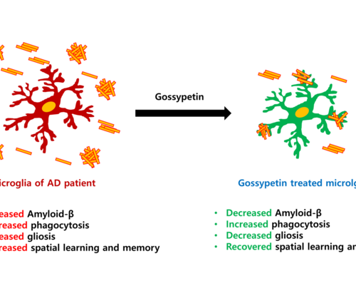 Gossypetin found in hibiscus may beat Alzheimer’s disease