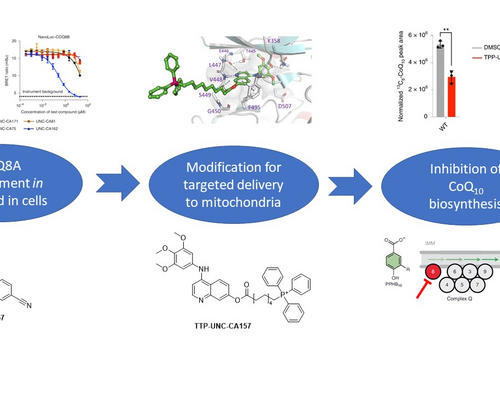 The first potent COQ8 inhibitor targets ubiquinone biosynthesis