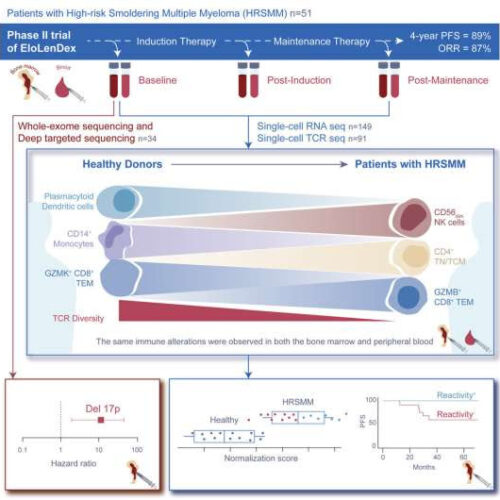 Immune system holds clues to patients with high-risk smoldering myeloma likely to benefit from treatment