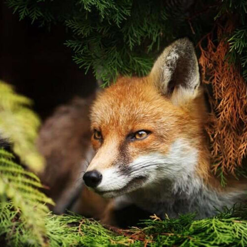 Dangerous parasite that can infect people now found in U.S. foxes