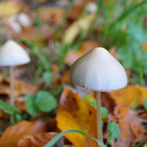 Psychedelic ‘magic mushroom’ drug may ease some depression