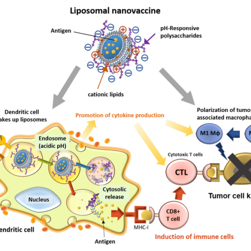 Efficient nanovaccine delivery system boosts cellular immunity