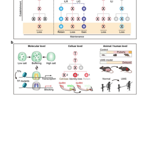 How is puberty onset developmentally programmed?