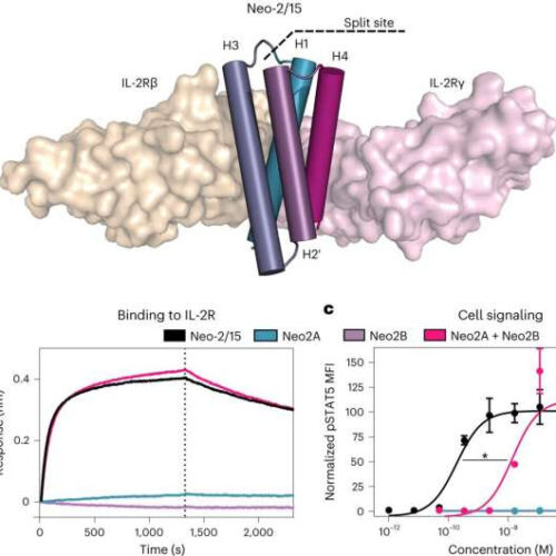 To improve a promising cancer drug, cut it in half