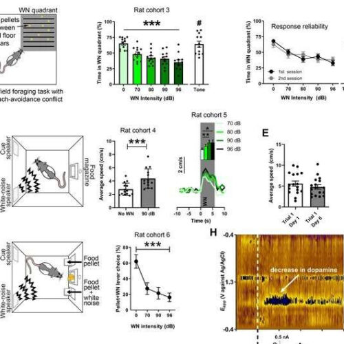 What happens to the dopamine system when we experience aversive events?