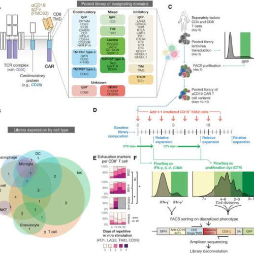 ‘CAR pooling’ screens identify most effective cancer immunotherapy cells