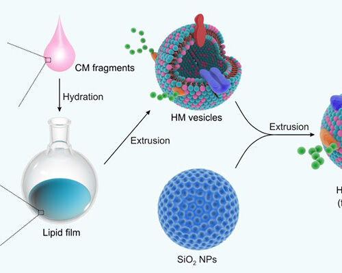 Improved Membrane Coating for Anti-Cancer Nanoparticles