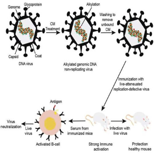 Scientists produce ‘DNA virus vaccine’ to fight DNA viruses