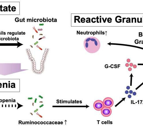 Intestinal microorganisms influence white blood cell levels, study finds