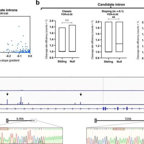 Researchers reveal a new ALS hallmark, shedding light on a likely trigger of neurodegeneration