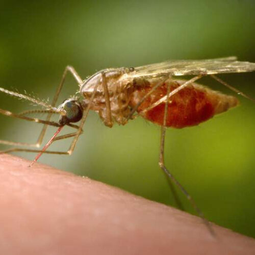 Antibody treatment tested as new tool against malaria