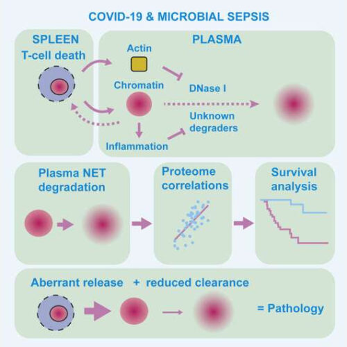 Protein signature identifies those at highest risk from severe infection