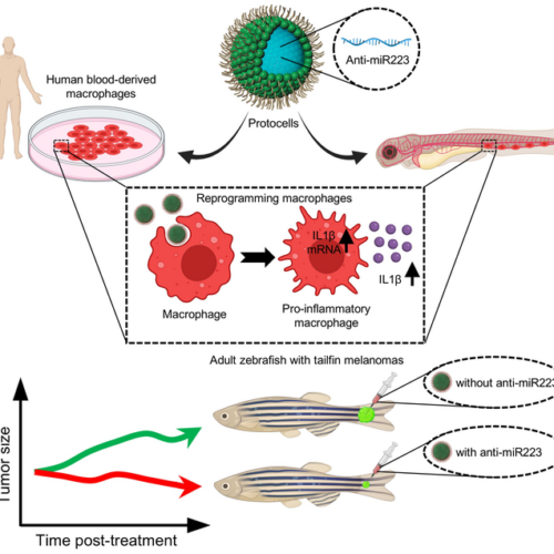 Reprogramming of immune cells shown to fight off melanoma