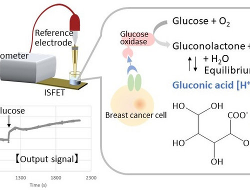 Transistors help identify cancer cell markers