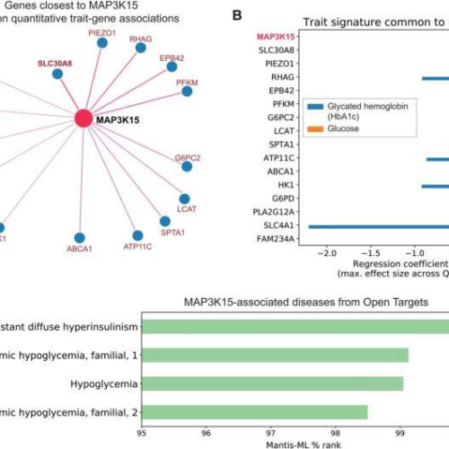 MAP3K15 variant found to be a potential target for managing diabetes