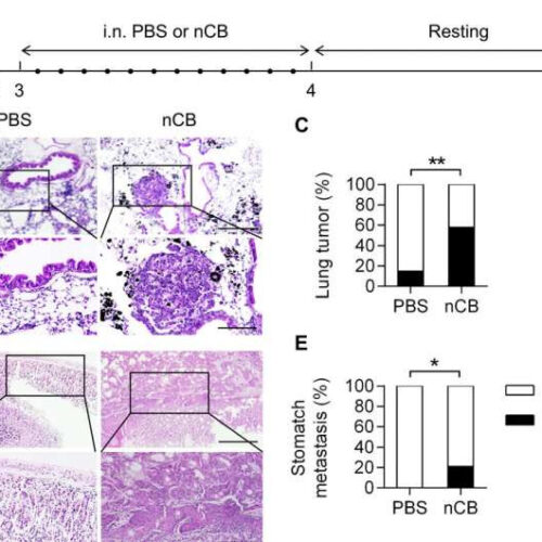 Ultrafine particles can change defense against lung cancer