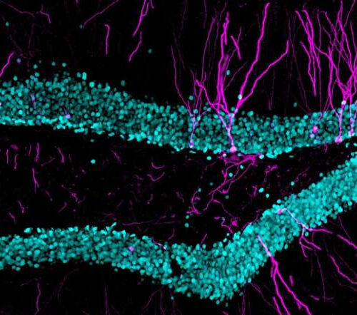 Adult-born dentate granule cells support the activity of hippocampal cell populations