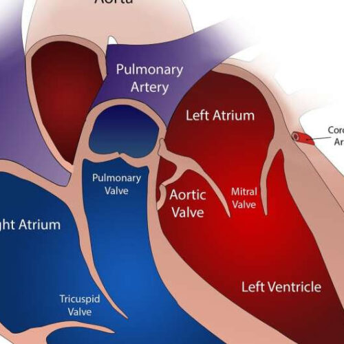 Increase in CVD risk factors found among young Asian adults with atrial fibrillation