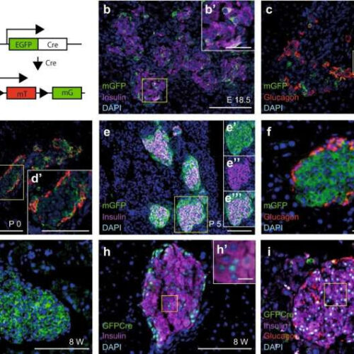 Examining the beta cell whisperer gene and its implications for future diabetes therapy