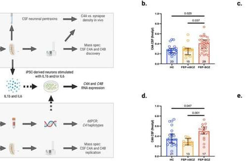 Inflammation may amplify effect of genetic risk variants for schizophrenia