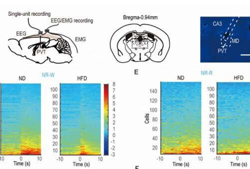 Time-restricted feeding can alleviate excessive dark-phase sleepiness, scientists discover