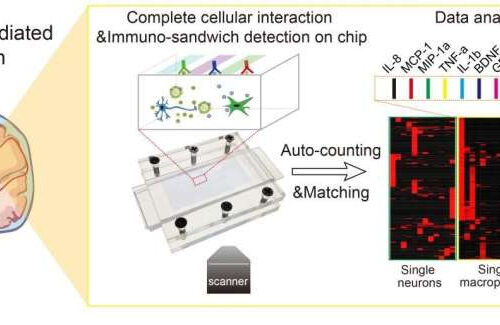 Decoding the secretome-mediated neuron-immune cellular interaction network