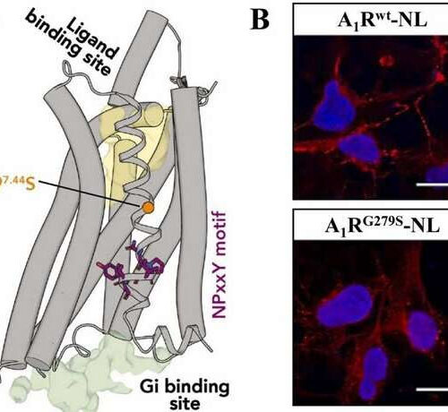 Researchers identify molecular mechanism associated with juvenile Parkinson’s