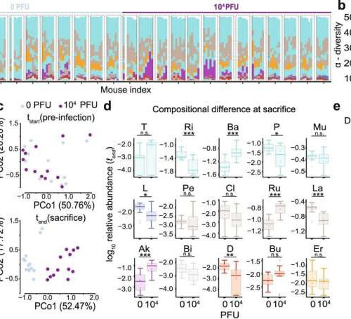 COVID-19 virus increases risk for other infections by disrupting normal mix of gut bacteria