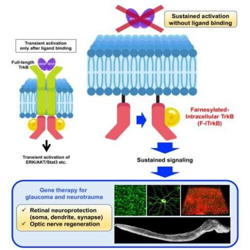 Researchers stimulate neuroprotection and optic nerve regeneration in mouse models of glaucoma