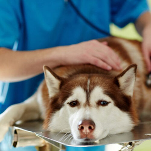 Dog flu is highly contagious and can spread during the holidays. Here’s what it looks like