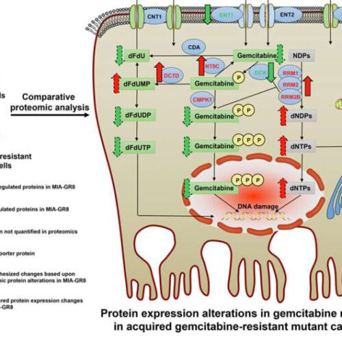 Researchers identify key metabolic regulators of drug resistance in the fight against pancreatic cancer