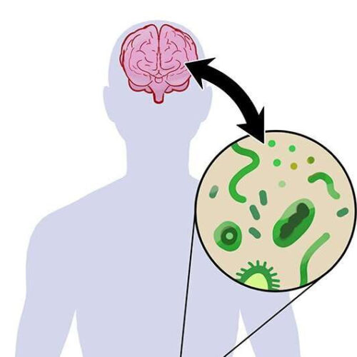 New study puts gut microbiome at the center of Parkinson’s disease pathogenesis