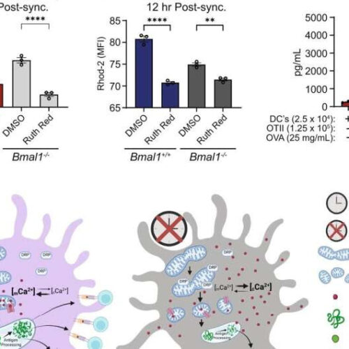 Research explains how our body clock influences vaccine responses