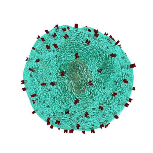 Scientists confirm smallpox vaccine also teaches T cells to fight mpox