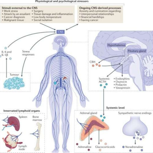 Drugs to prevent anxiety, stress reactions and inflammation found to reduce risk of metastases after tumor surgery