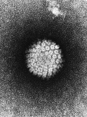 Why do many young cancer survivors forgo human papillomavirus vaccination?