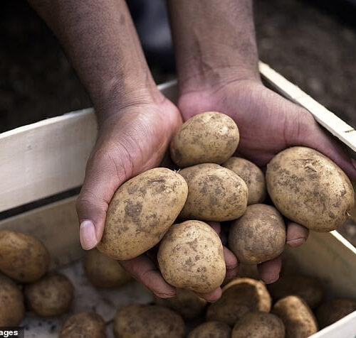 Could POTATOES hold the cure for cancer? Scientists think so… and say they may even lead to drugs with less brutal side effects