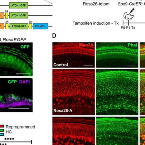 Research illuminates approaches for long-term hearing loss treatment