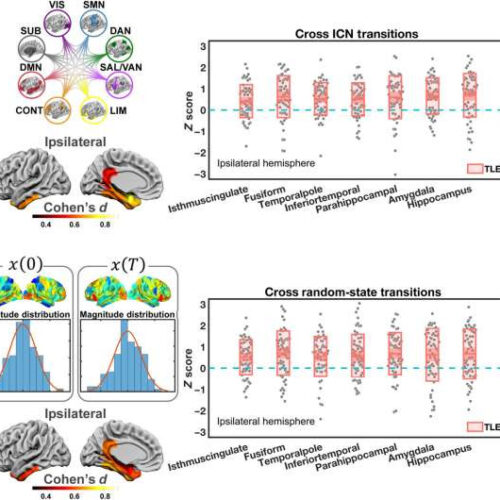 Researchers reveal the biological basis of network control theory in brain dynamics