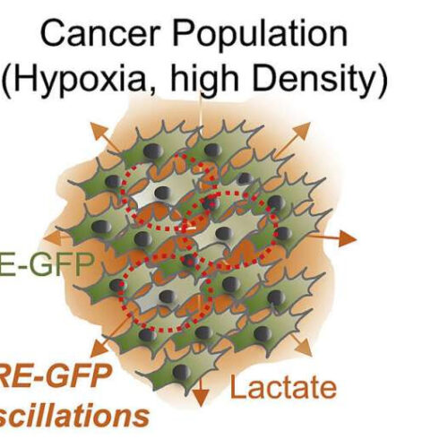 Reconsidering oxygen’s role in growth of tumors