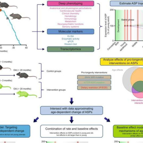 Three approaches with a reputation for slowing aging processes proven largely ineffective