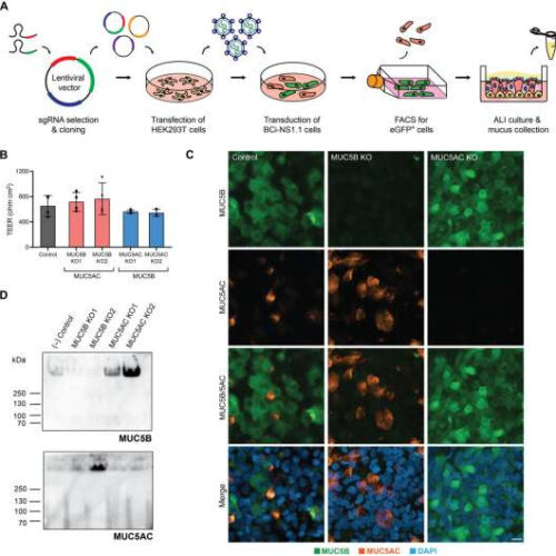 Unexpected finding in mucus clearance system may inform future pulmonary disease treatment