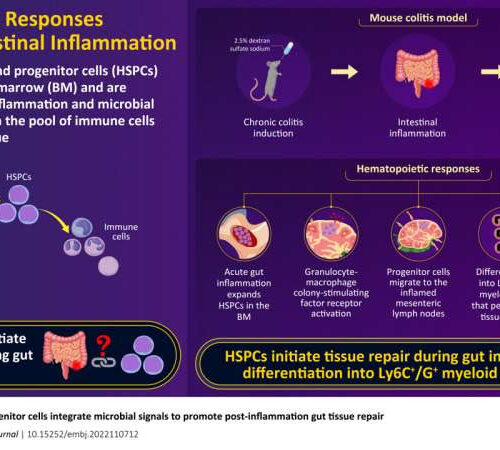 Scientists reveal the role of immune progenitor cells in the repair of inflamed intestinal tissue