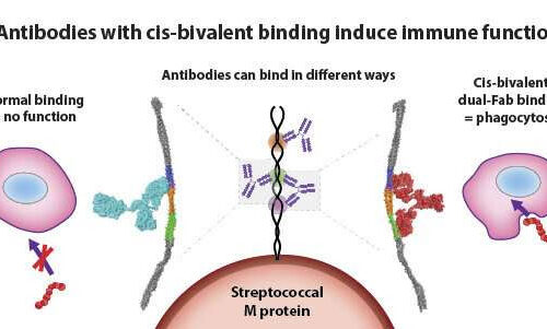 Antibody discovery paves way for new therapies against group A streptococcal infections