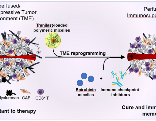 Development of the technology to break down the shield which prevents the penetration of drugs and immune cells into intractable cancers