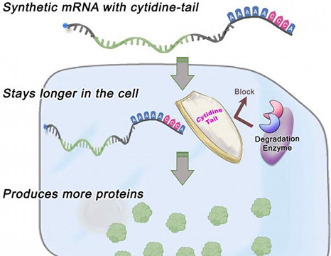 Modified mRNA Demonstrates 10-Fold Protein Production