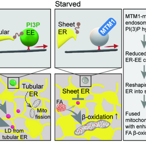 Starvation causes cell remodelling